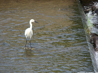 쇠백로(little egret)