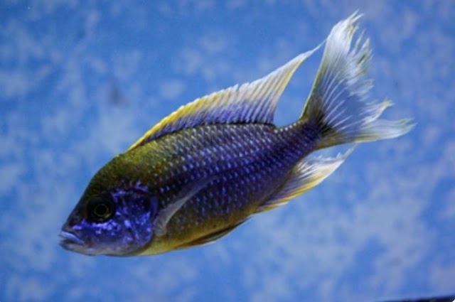 purple peacock cichlid (Care guide and Species Information)