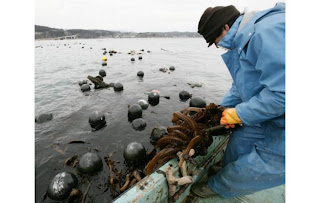 japan tsunami oyster huitre planet finance