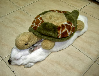 kelinci himalayan tidur dengan kura-kura