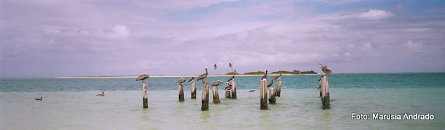Pelicanos em Los Roques, Venezuela