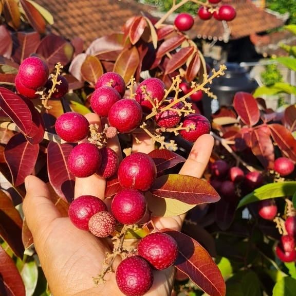 bibit buah kelengkeng merah tanaman siap ruby kualitas unggul Sulawesi Utara