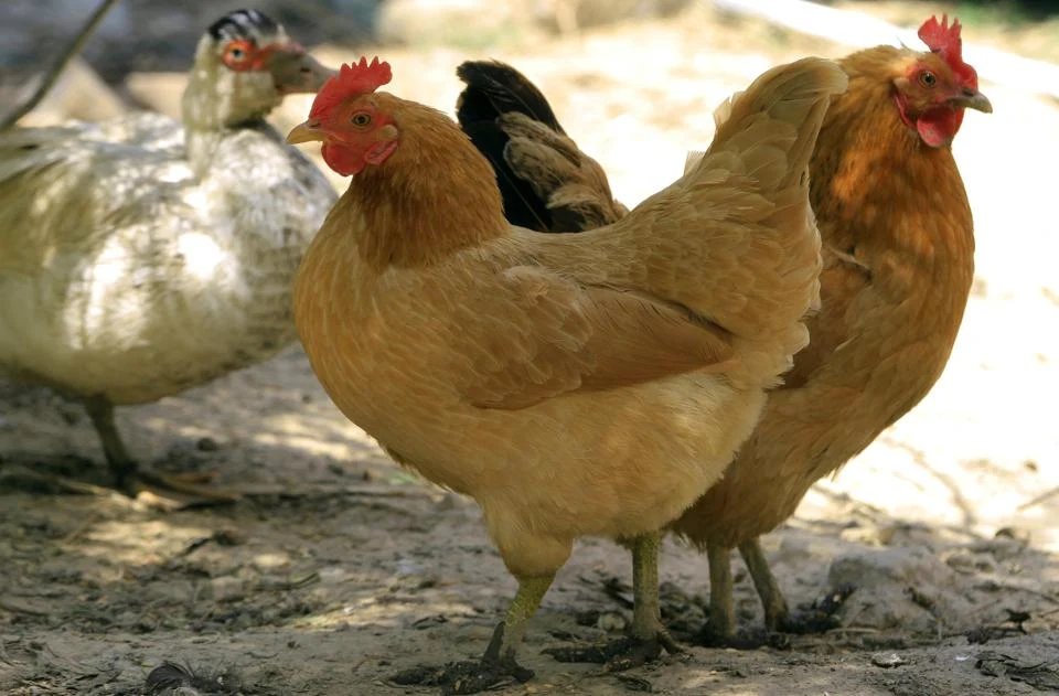 China Reports First Case Of H10N3 Bird Flu Infecting A Human