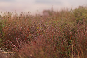 Upper Burbage edge 