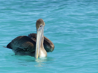 Pelecanus occidentalis - Pélican brun