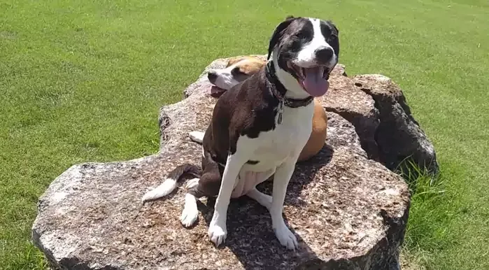 Australian Shepherd Pit Bull Mix Dog