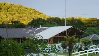 Muchas hortensias en el una finca