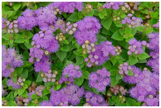 Ageratum houstonianum