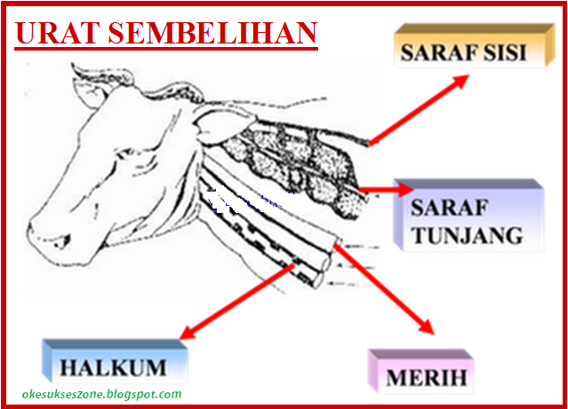 Belajar Fiqih Tentang Penyembelihan  JPS OKE