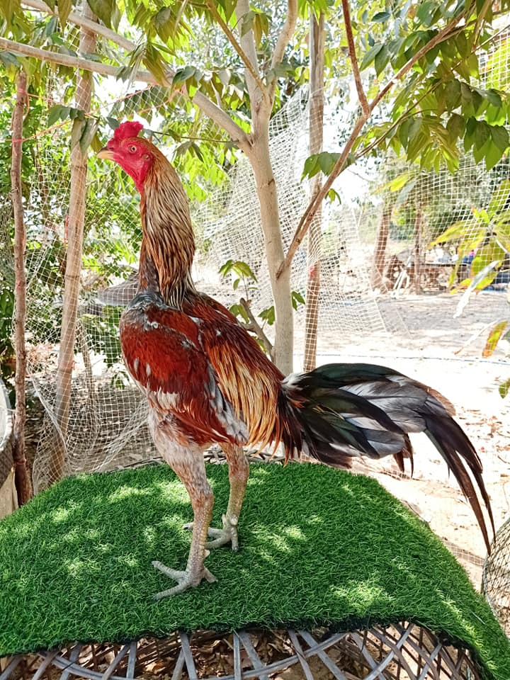 suhu tubuh Ayam bangkok panas