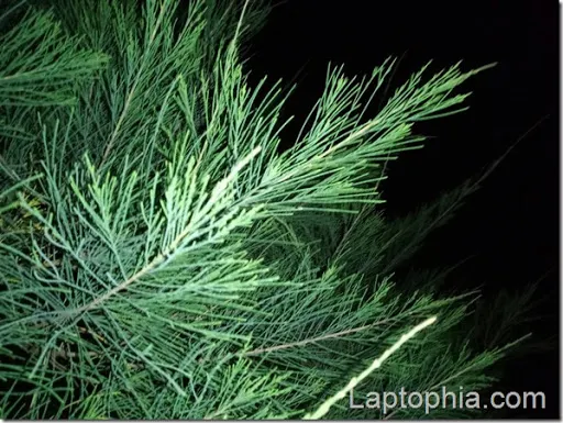 Hasil Foto Kamera Motorola Moto M XT1663