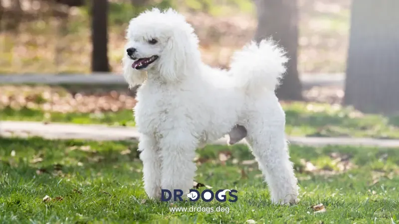 Poodle: Elegance and Intelligence in One