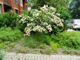 Leslieville Toronto front garden clean up weeding before by Paul Jung Gardening Services