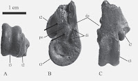 http://sciencythoughts.blogspot.co.uk/2014/05/fossil-romainvilliine-geese-from-late.html