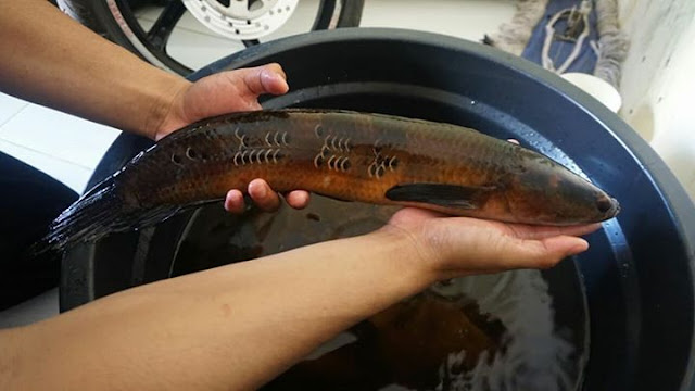 How to distinguish genital snakehead red maruliodes