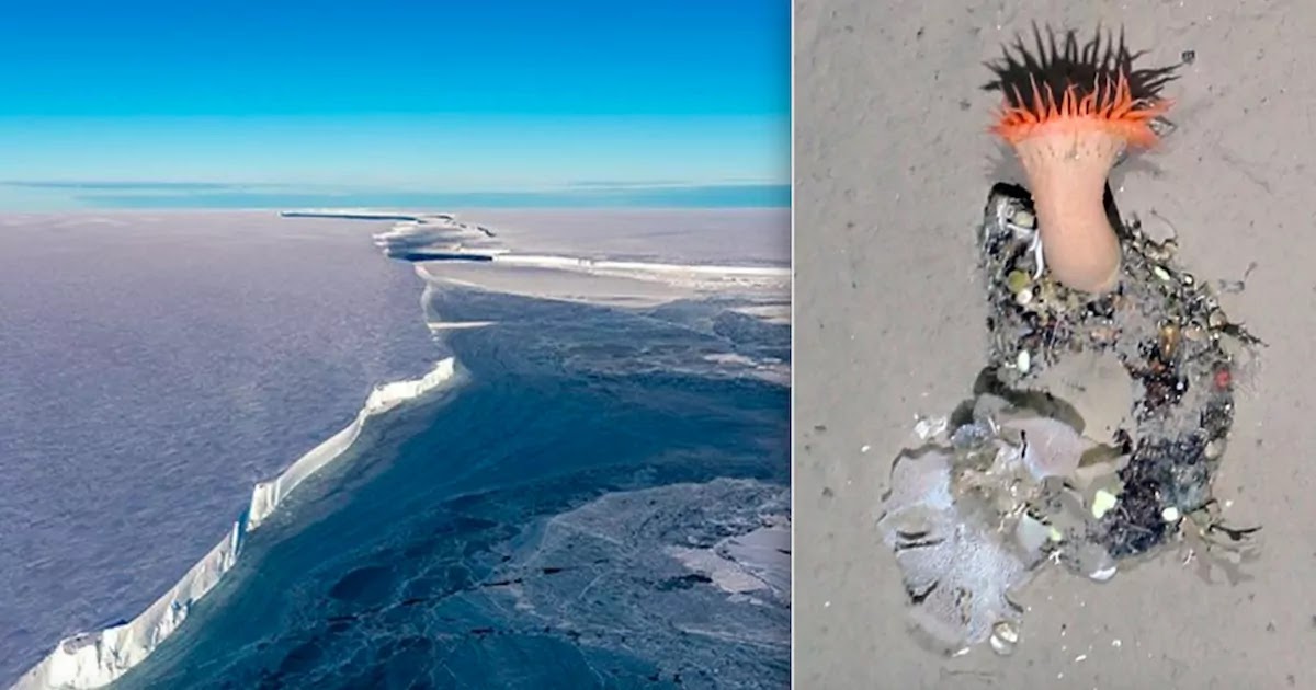 German Scientists Capture Images Of Antarctica's Seafloor After Iceberg Breakaway