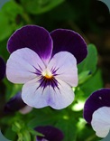 DSCF5712