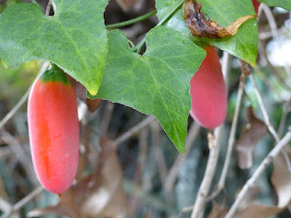 Courge écarlate - Tindola - Coccinia grandis 