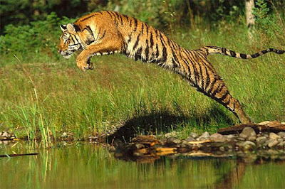 Tiger hd Wallpaper 52