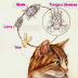 Cara Pencegahan Scabies Pada Kucing