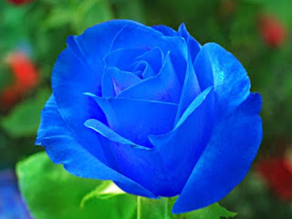 Blue Rose Wallpapers HD Pictures