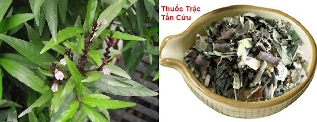 CÂY THUỐC TRỊ BỆNH THÔNG DỤNG - THUỐC TRẶC