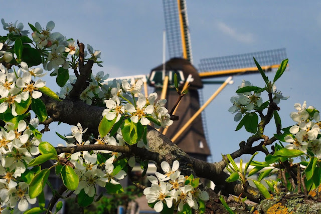 amsterdam flower area, aalsmeer, seringen, historische tuin aalsmeer, seringenteelt aalsmeer, westeinderplassen, seringenjaar 2023