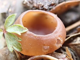 grzyby 2019, grzyby w kwietniu, grzyby wiosenne, uszak bzowy, twardnica bulwiasta, kisielnica kędzierzawa, kisielnica trzoneczkowata