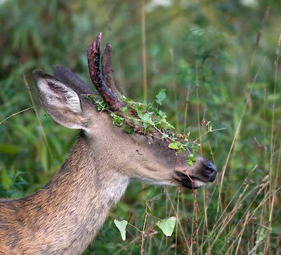 Pennsylvania Wildlife Photographer: Whitetail Deer-The 