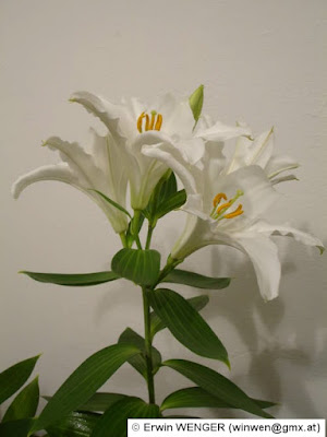 Лилия благороднейшая (Lilium nobilissimum)