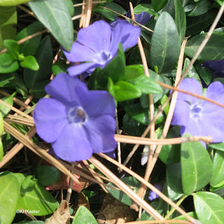 Vinca, periwinkle