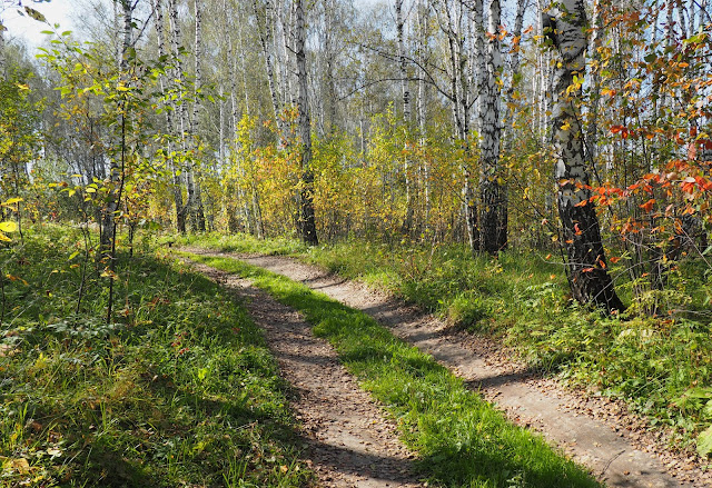 Новосибирская область, Жеребцово – в лесу Новосибирская область, Жеребцово – в лесу