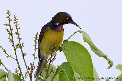 Brown-throated Sunbird