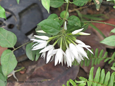 Indian jasmine - Jasminum multiflorum