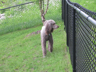 Patrolling the fence