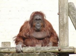 Orangutan