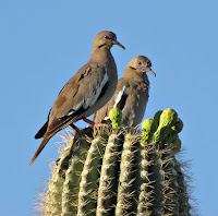 White-winged Doves – Tucson, AZ – July 2009 – photo by SearchNet Media