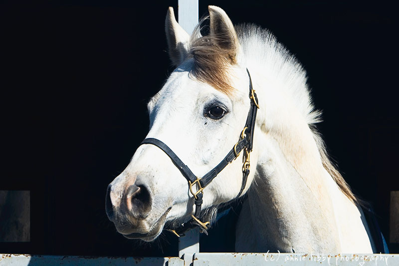 arabian horse wallpaper. arabian horse wallpaper. horse