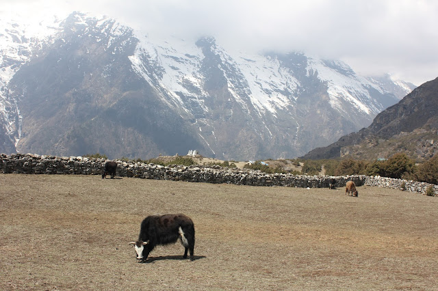 Trekking Holidays in Nepal