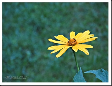 2013 06 22 IMG_2488ew