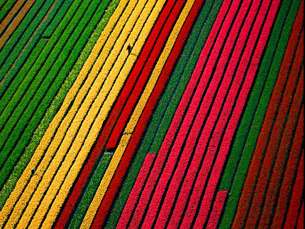 kebun bunga di belanda