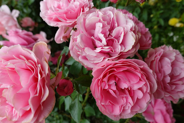 鳥取県西伯郡南部町鶴田 とっとり花回廊 バラ（薔薇）