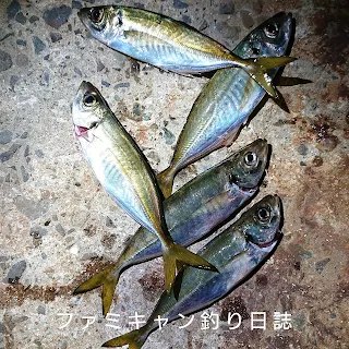 アジングで釣ったアジ