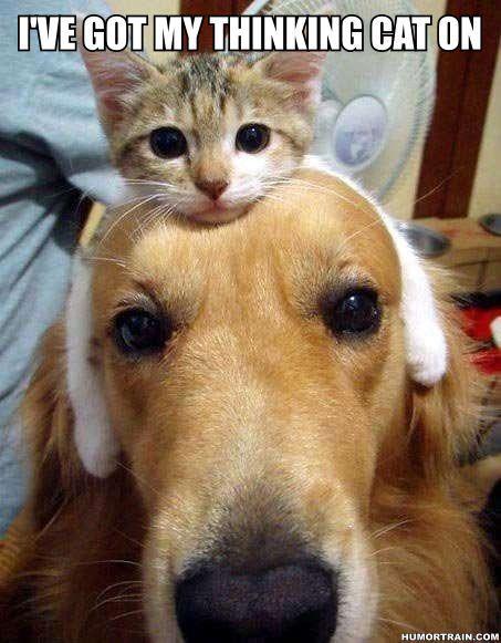 Photo of cat on dogs head. Caption I've got my thinking cat on.