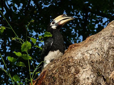 Oriental Pied Hornbill, Anthracoceros albirostris