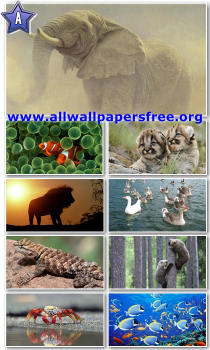 40 Stunning Animals HD Wallpapers 1366 X 768 [Set 4]