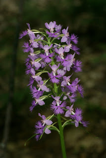 Platanthère papillon - Habénaire papillon - Platanthera psycodes - Habenaria psycodes