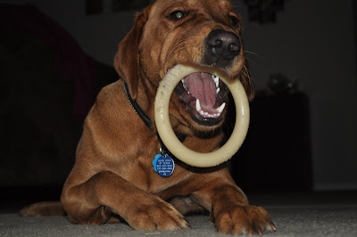 This is Taxi laying on the floor with a Nylabone Ring. He has the top of the Ring in his mouth so his lower jaw is sticking through the center.