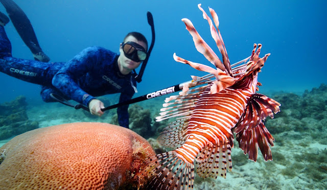 lionfish hunting