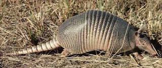 Foto de un armadillo